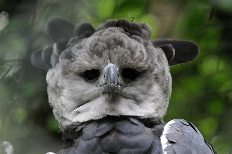 The Harpy Eagle Is a Huge, Powerful Hunter | BirdNote