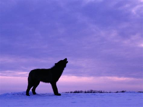 Black Wolf Howling Wallpapers - Top Free Black Wolf Howling Backgrounds - WallpaperAccess