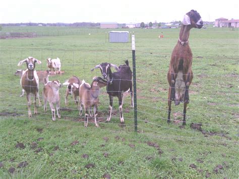 Flaming Phoenix Family Farm: Trimming Goat Hooves