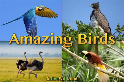 Amazing Birds List With Pictures & Facts: The Incredible World Of Birds