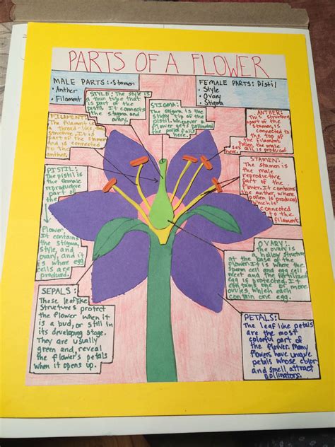 Parts of a Flower poster project for 7th grade science | Parts of a ...