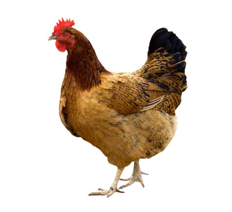 Hen PNG Transparent Images | PNG All