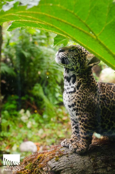 Woodland Park Zoo Blog: Jaguar cubs take first practice steps outside