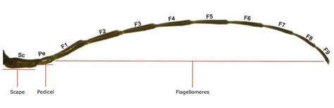 Insect antennae — Science Learning Hub