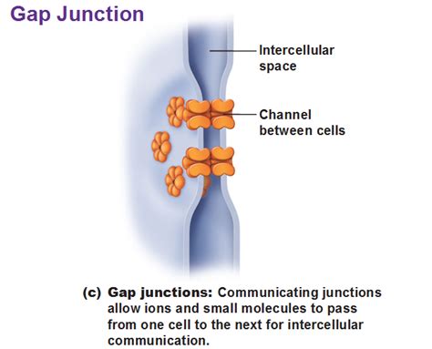 Gap Junctions