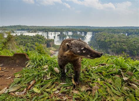 Iguazu Falls Travel Tips: 15 Things To Know Before You Go - Rainforest ...