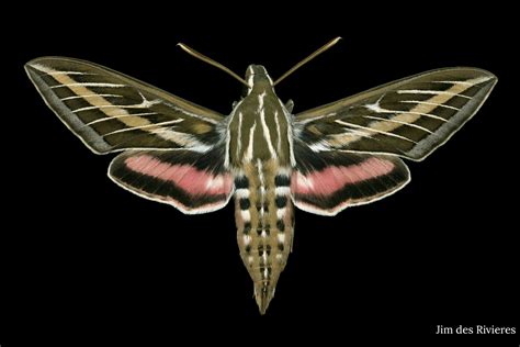 The G2 Gallery Opens Moths at LArge by Jim des Rivières – National Moth Week