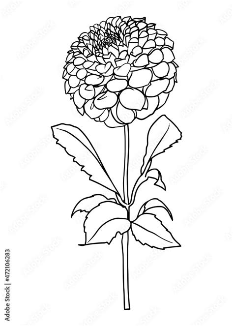 Contour drawing of a dahlia flower. Vector isolated clipart. Minimal monochrome hand-drawn ...