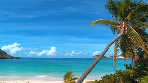 Zoom virtual background beach video download - paperaso