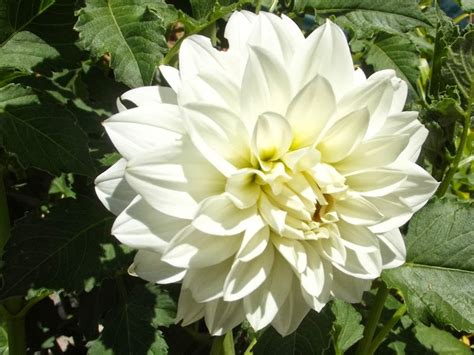 Australian Dahlias and Tubers: Varieties of Stunning White Dahlias