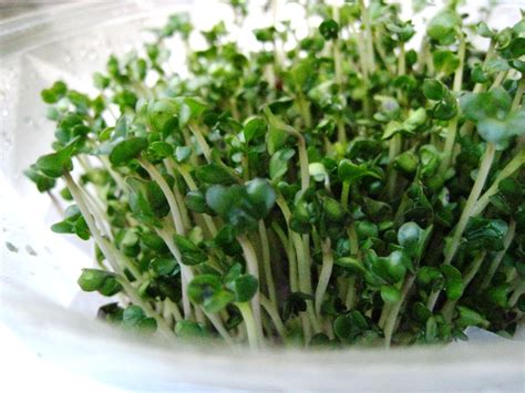 Scientific proof: Broccoli sprouts prevent cancer | Natural Health 365