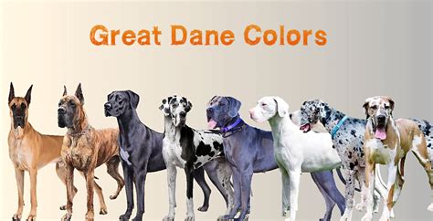 Great Dane Colors