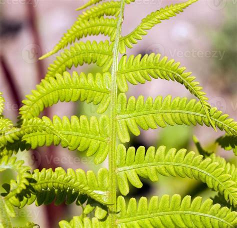 green leaf, close up 9435326 Stock Photo at Vecteezy