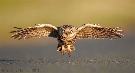 Wildlife Photos: Flying Owl by Austin