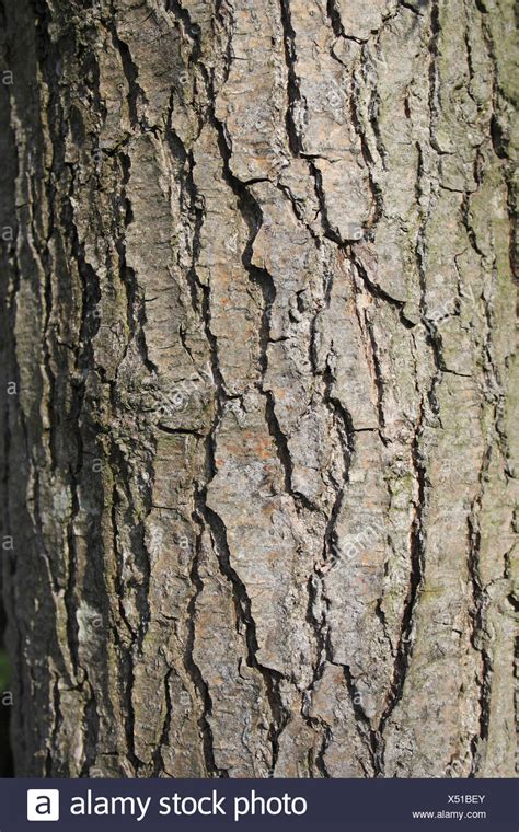 Common Alder Tree Bark High Resolution Stock Photography and Images - Alamy