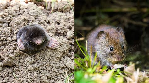 Moles vs Voles: How To Tell These Garden Pests Apart