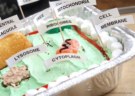 Edible Plant Cell Model Cake (+ Labels) - Somewhat Simple