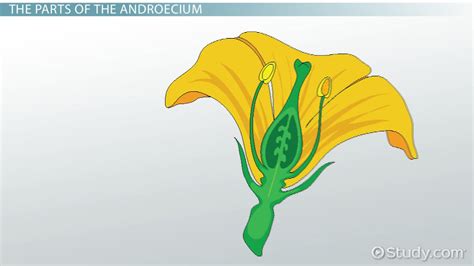 Androecium Definition, Anatomy & Actions - Lesson | Study.com