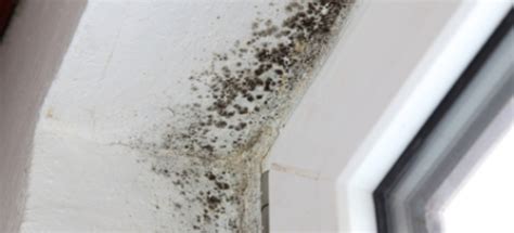 How to Treat and Clean Mildew Damage | DoItYourself.com