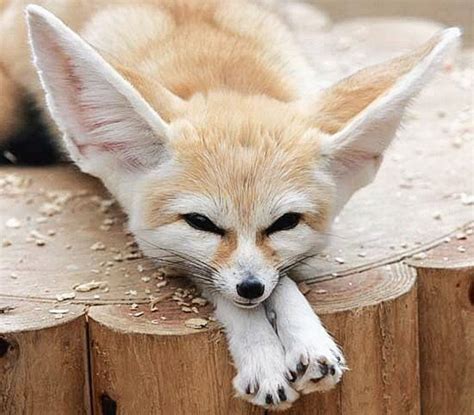 Fennec Foxes: Facts, Photos, Videos, and Exotic Pets | PetHelpful