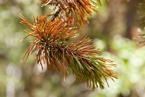 What to Do if Evergreen Trees Brown in Winter - Parade