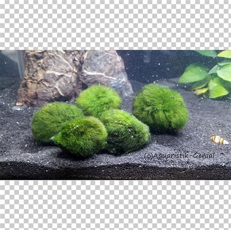 Marimo Aquarium Green Algae Aquatic Plants PNG, Clipart, Algae, Aquarium, Aquarium Decor ...