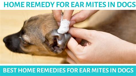 What Causes Dog Ear Mites