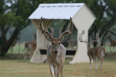 Coalition urges state officials to strengthen CWD prevention efforts ...