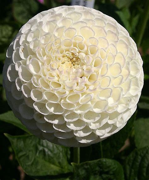 White Dahlia | Beautiful flowers, Unusual flowers, Dahlia flower