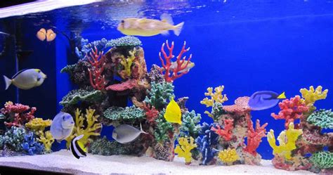 Aquarium Coral Reef Decoration : Instant Reef Dm034pnp Large Artificial Coral Inserts Decor Fake ...