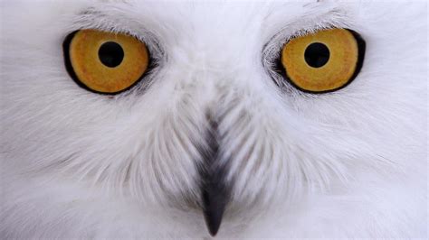 Snowy owl migration gives scientists chance to study them | WWMT