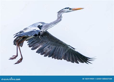 GREAT blue heron flying stock image. Image of great - 182919909