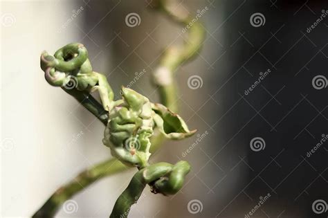 Closeup Shot of One of the Very Beautiful Types of Daun Patah Tulang Stock Photo - Image of ...