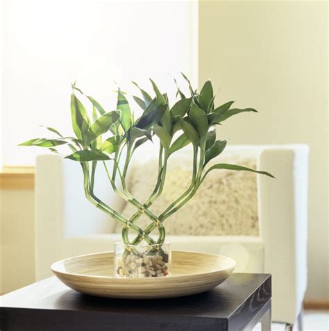 Feng Shui and Lucky Bamboo Arrangements - Vision Times West