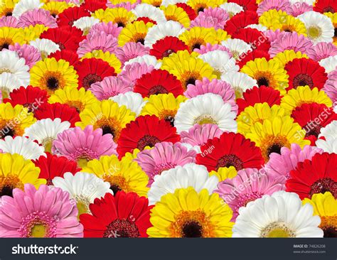 Lots Of Colorful White, Red, Yellow And Pink Gerbera Flowers Background ...