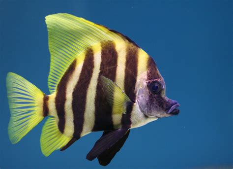 Free Tropical fish Stock Photo - FreeImages.com