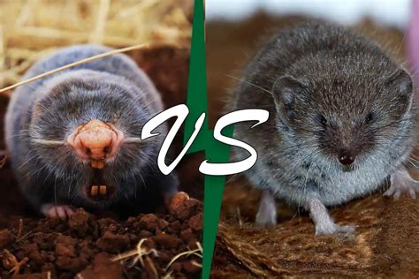 Mole Vs Shrew (11 Differences) - Wildlife Informer