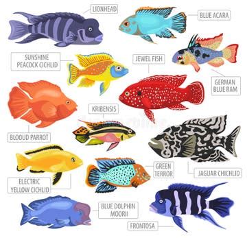 Oscar Fish Stock Illustrations – 131 Oscar Fish Stock Illustrations, Vectors & Clipart - Dreamstime