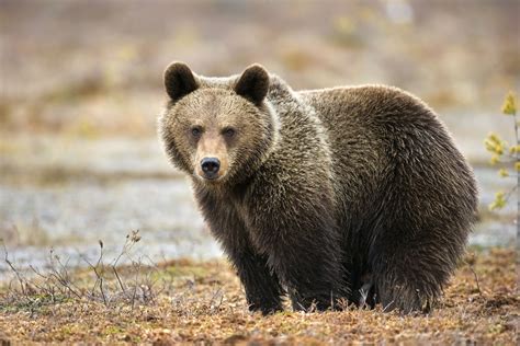 10 Essential Facts About Bears