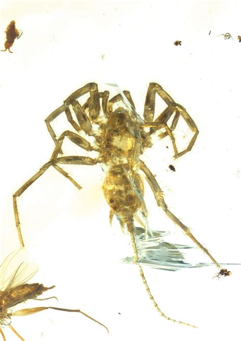 Ancient spiders, preserved in amber - Cosmos Magazine