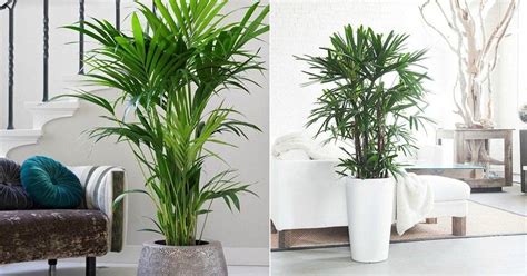 Bamboo Palm Indoor Plant