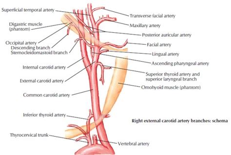 Branches of External Carotid Artery - Dr. Paul Mirdamadi DDS