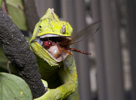 The Chameleon Farm: Beginners Guide to Feeding Chameleons