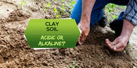 Is Clay Soil Acidic or Alkaline? [Soil pH Range Explained] - Grow Your Yard