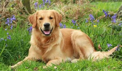 Tartar in Dogs: Causes, Symptoms, Treatment | Pet Reader