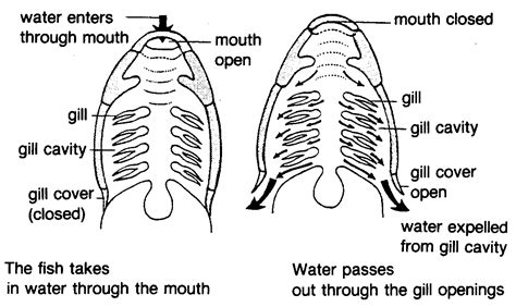 Aquarium Fish: Fish Structure And Function