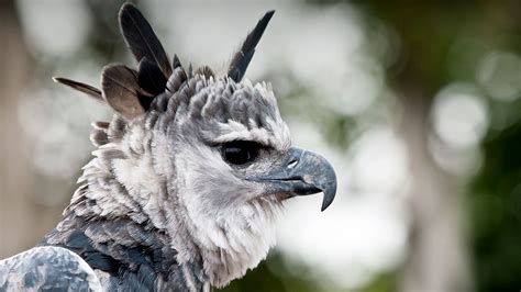 Harpy Eagle | San Diego Zoo Animals & Plants