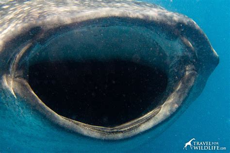 Do Whale Sharks Have Teeth? - Travel For Wildlife