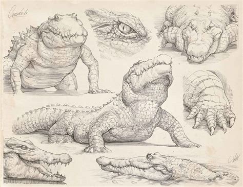 ArtStation - Pencil studies, Francisco Vasquez Animal Sketches, Art ...