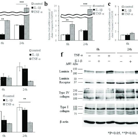 TNF-α has an effect on the basal lamina composition. Effects of IL-1β... | Download Scientific ...